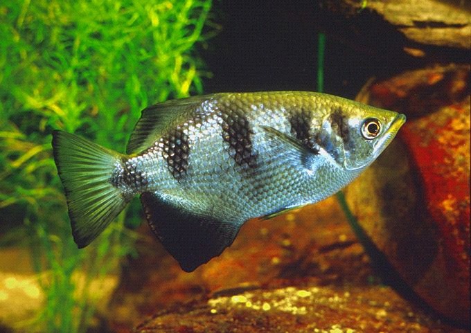 Toxotes kimberleyensis