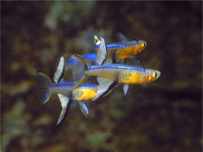 Pseudomugil cyanodorsalis