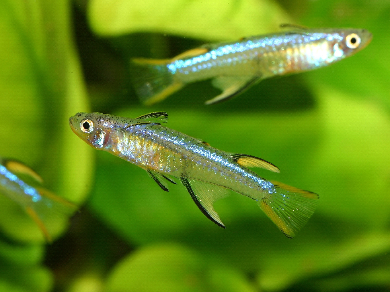 Pseudomugil cyanodorsalis