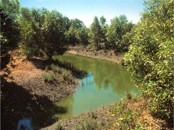Pseudomugil cyanodorsalis