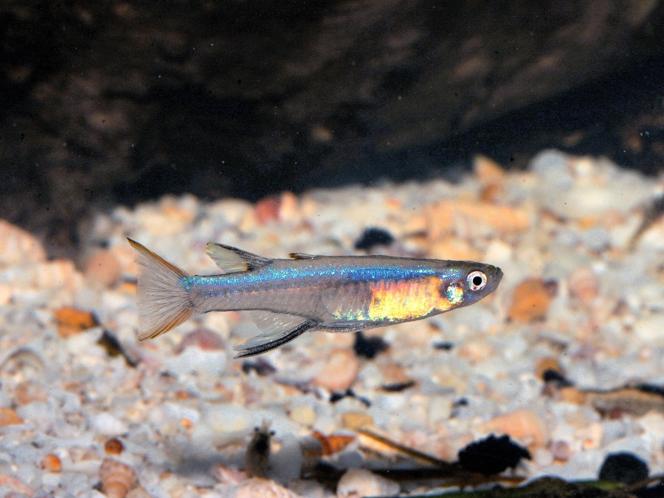 Pseudomugil cyanodorsalis