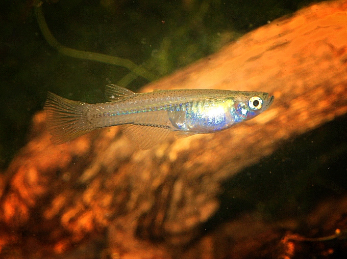 Pseudomugil cyanodorsalis