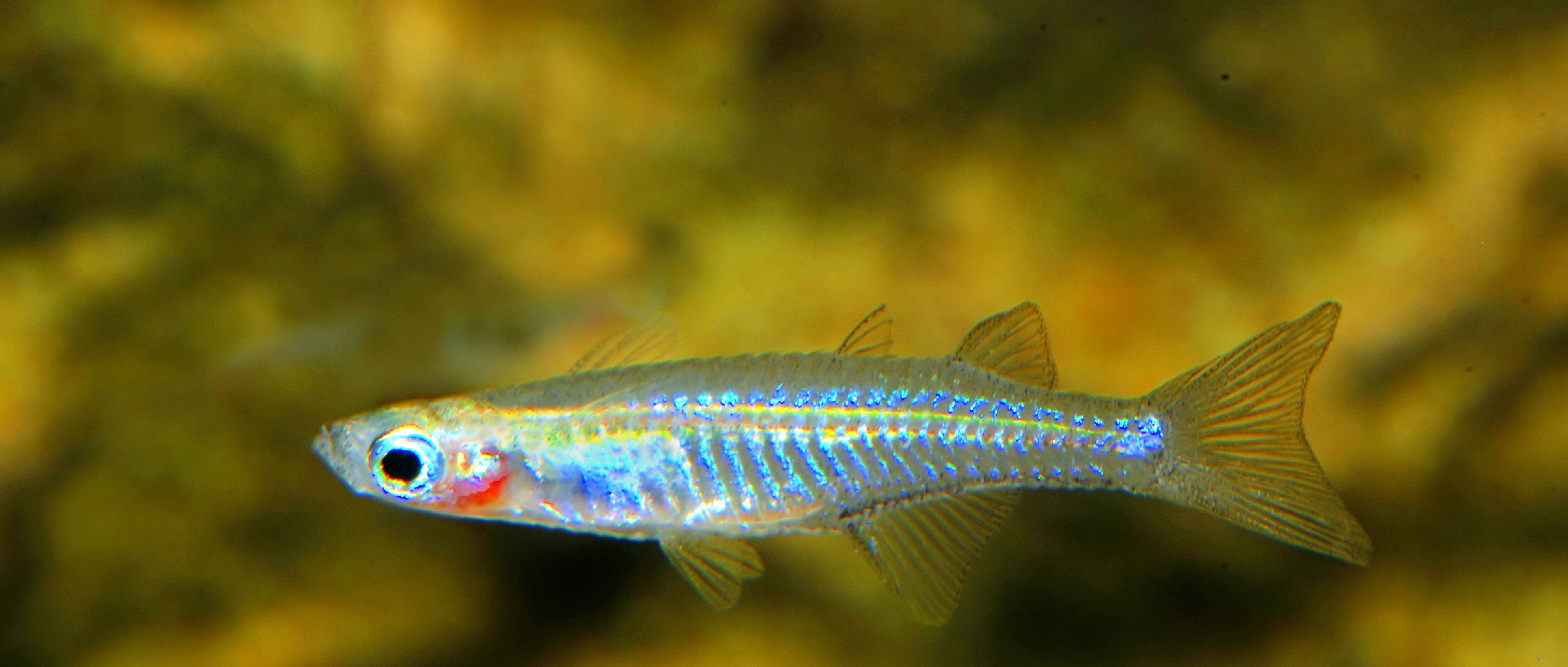 Pseudomugil inconspicuus