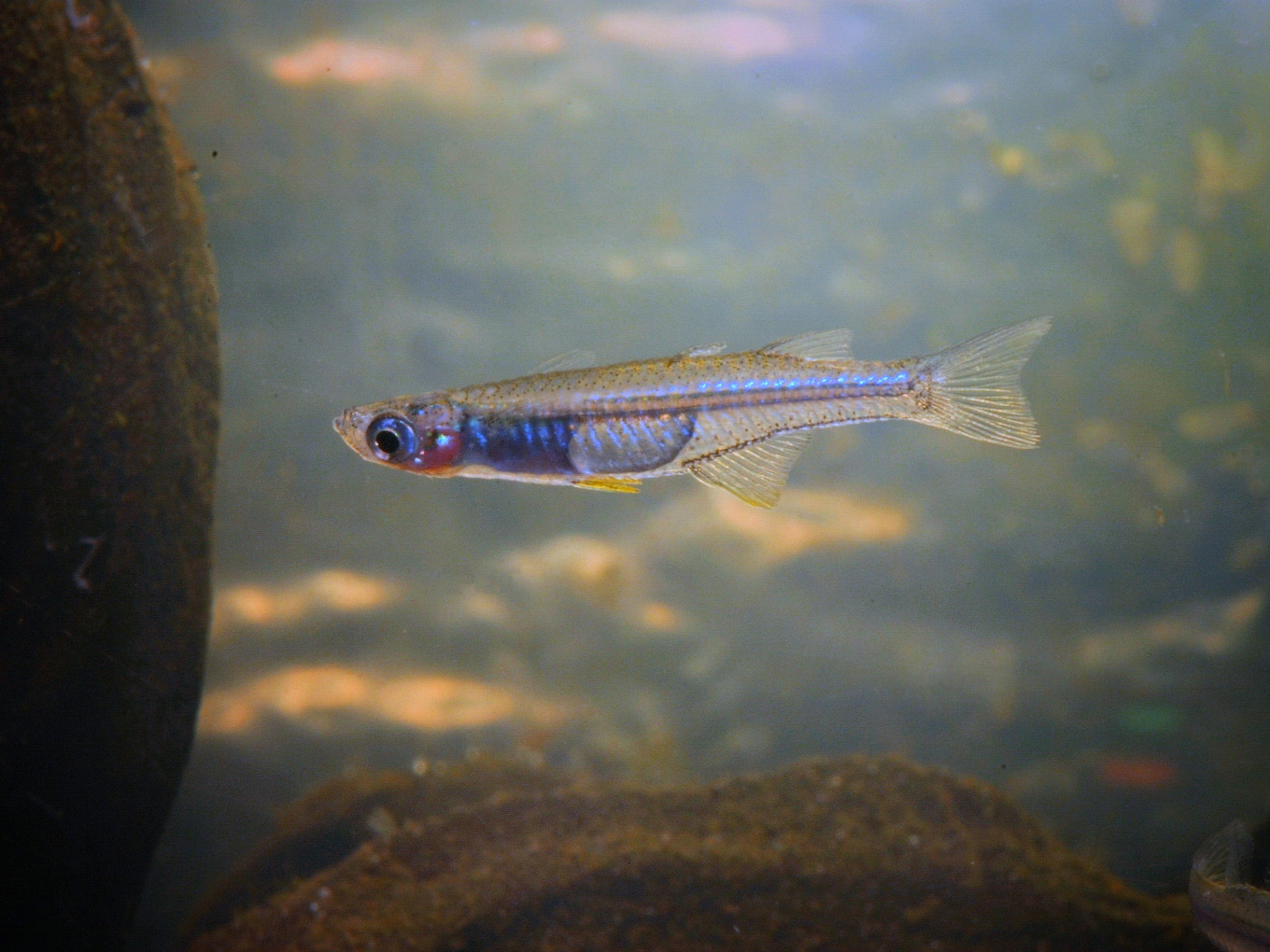 Pseudomugil inconspicuus