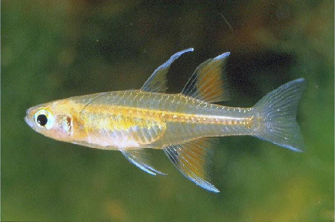 Pseudomugil signifer