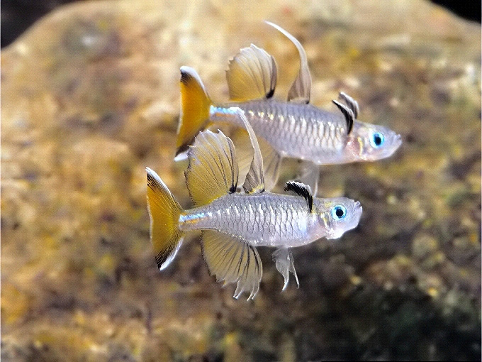 Pseudomugil signifer