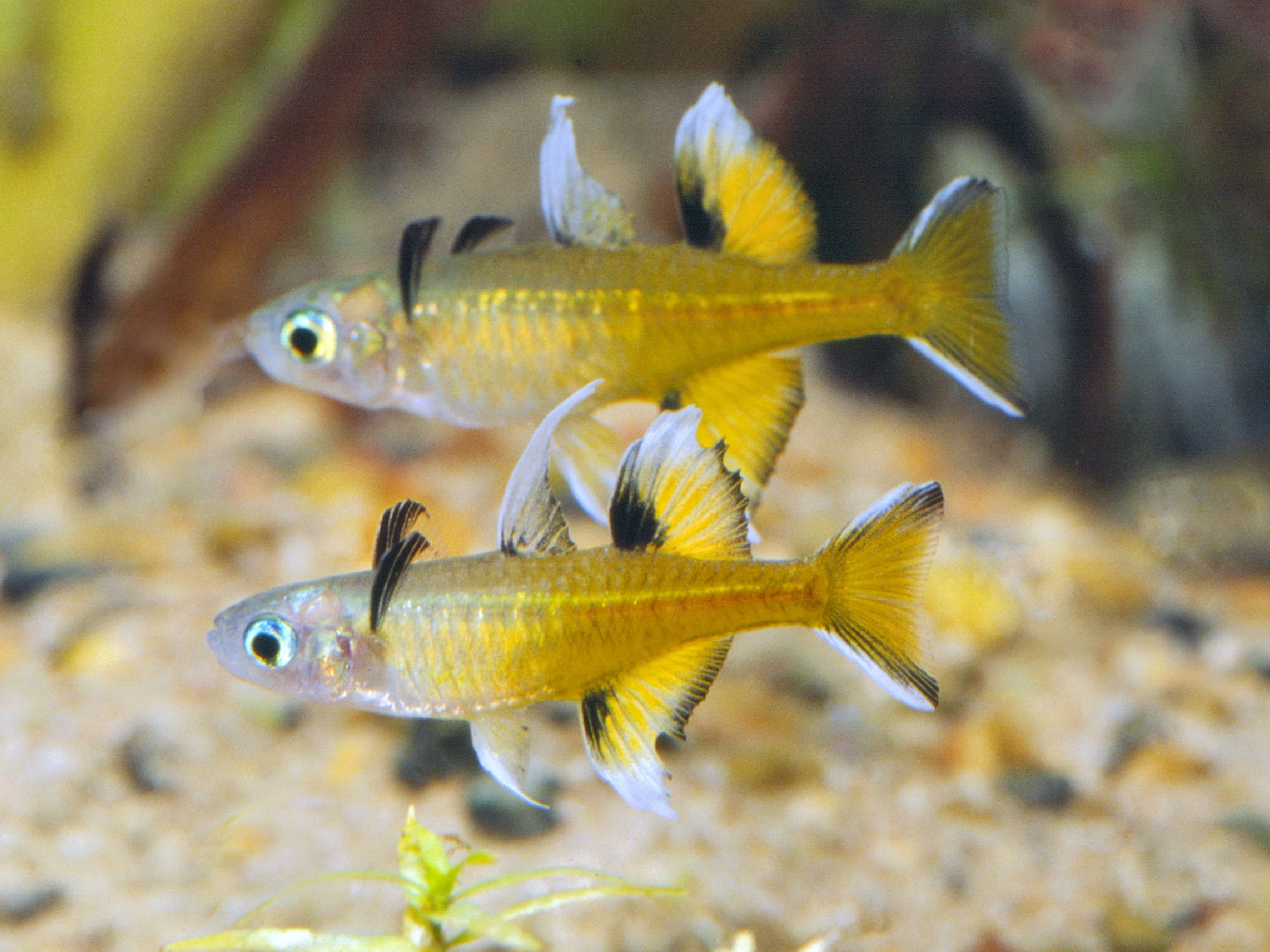 Pseudomugil signifer