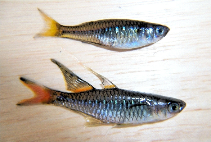 Pseudomugil signifer