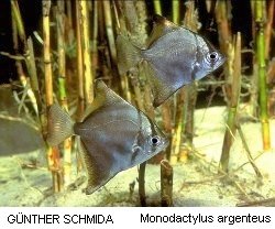 Monodactylus argenteus