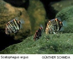 Scatophagus argus