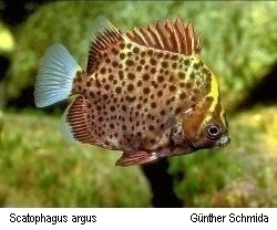 Scatophagus argus