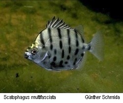 Scatophagus multifasciatus