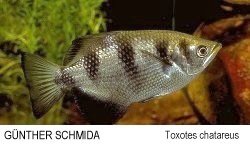 Toxotes chatareus