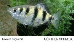 Toxotes oligolepis