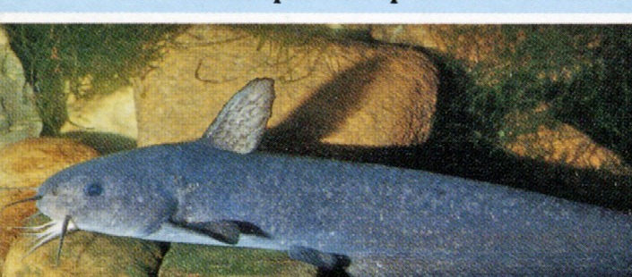 Neosiluroides cooperensis