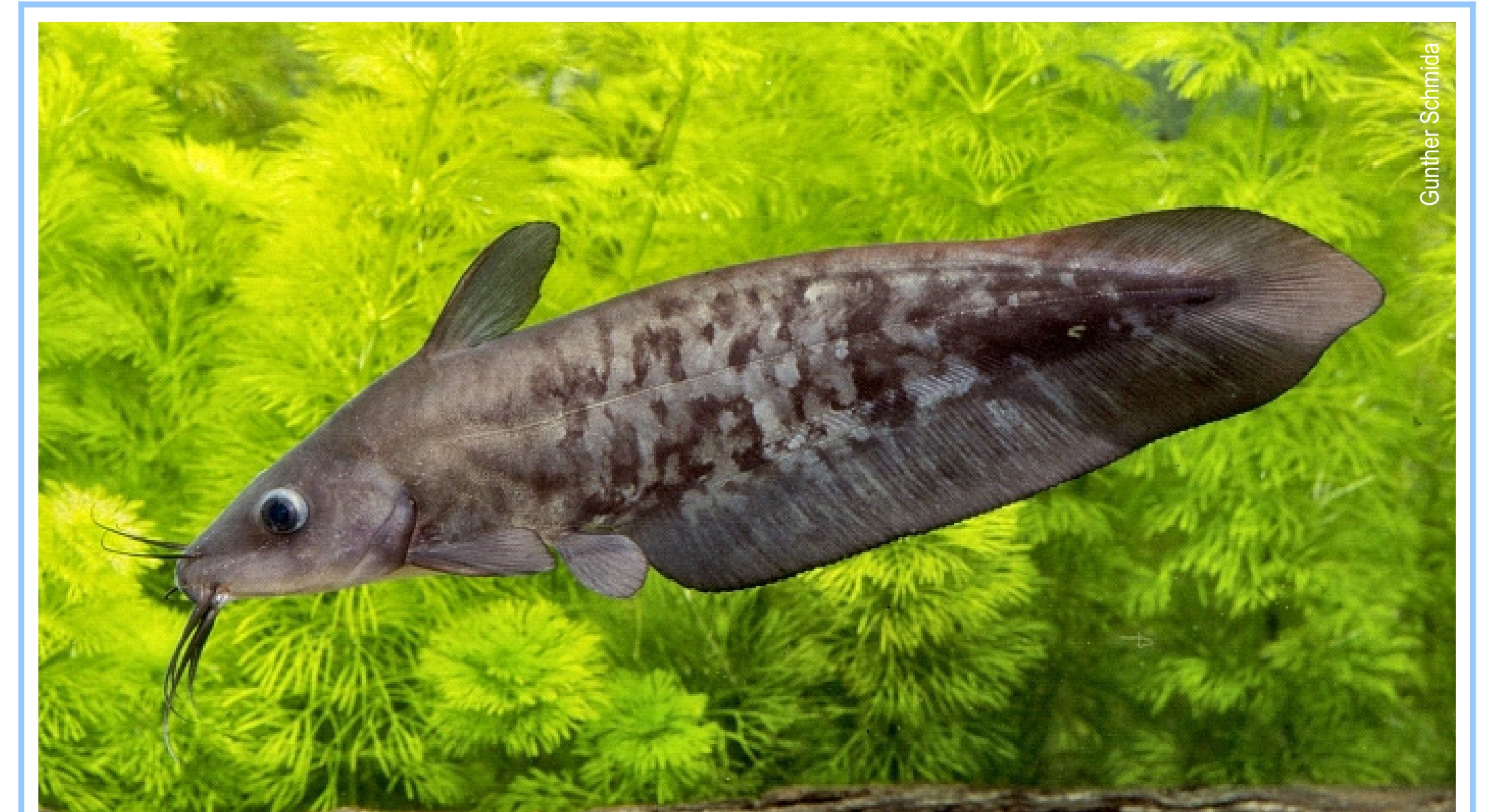 Neosilurus ater