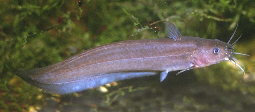 Neosilurus gloveri