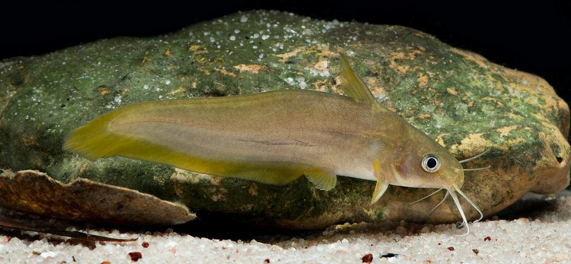 Neosilurus hyrtlii