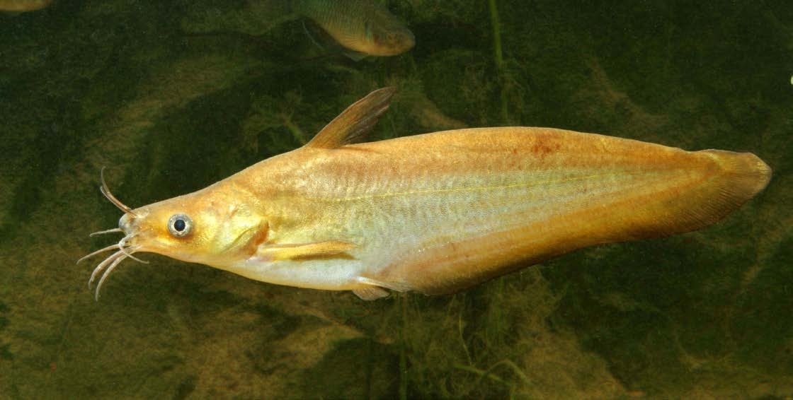 Porochilus argenteus
