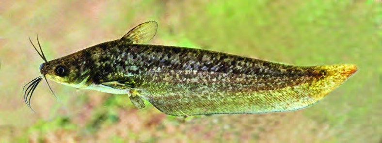 Porochilus rendahli