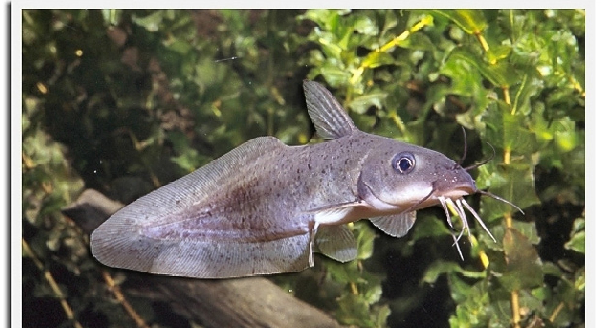 Tandanus tandanus