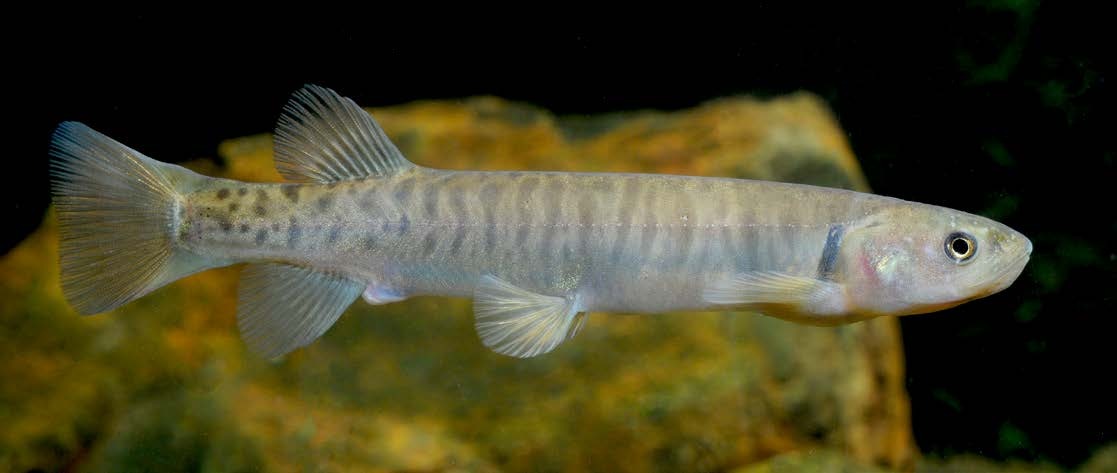 Galaxias brevipinnis