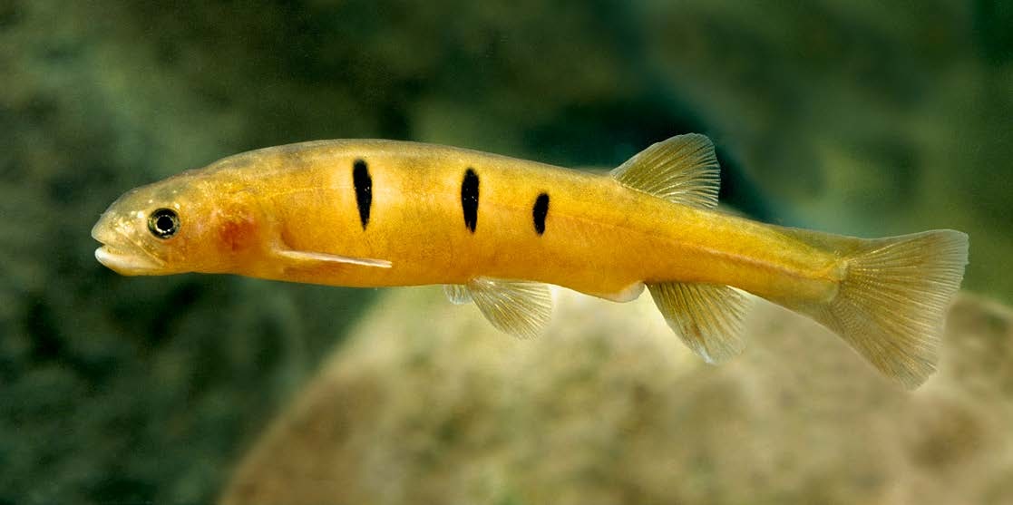 Galaxias fuscus