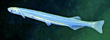 Galaxias maculatus