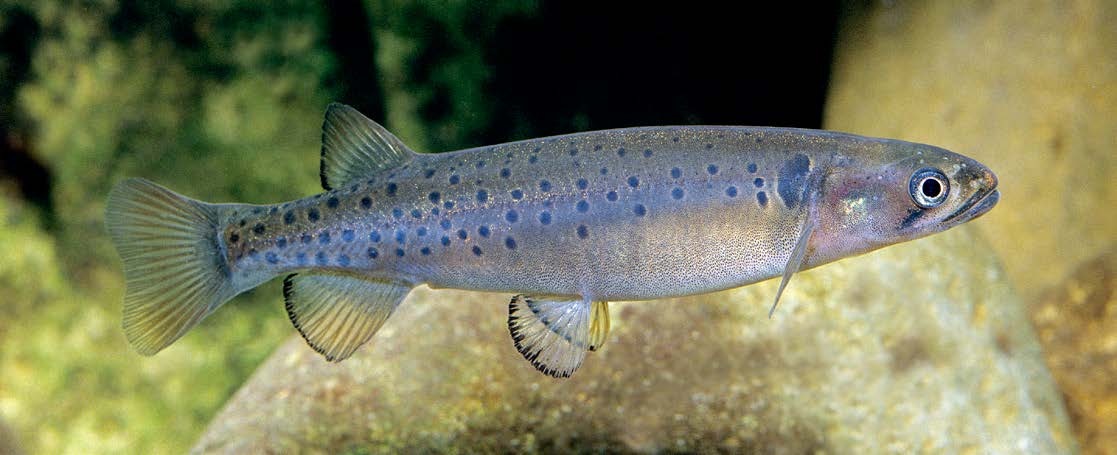 Galaxias truttaceus