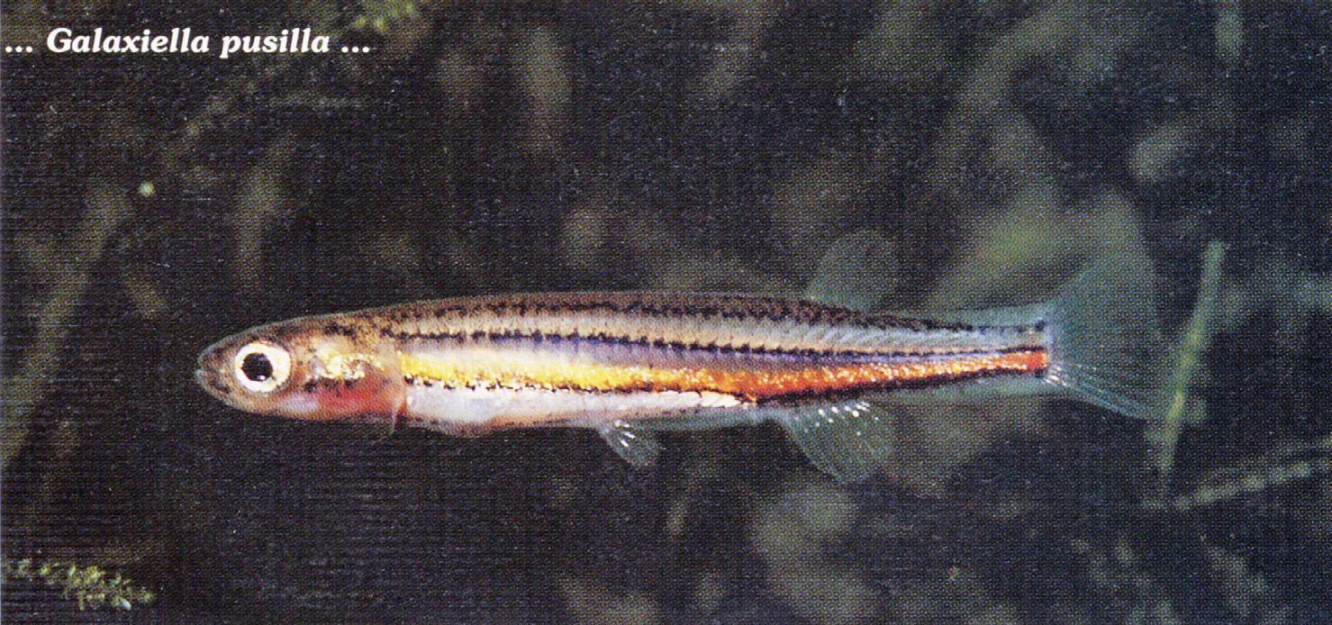 Galaxiella pusilla