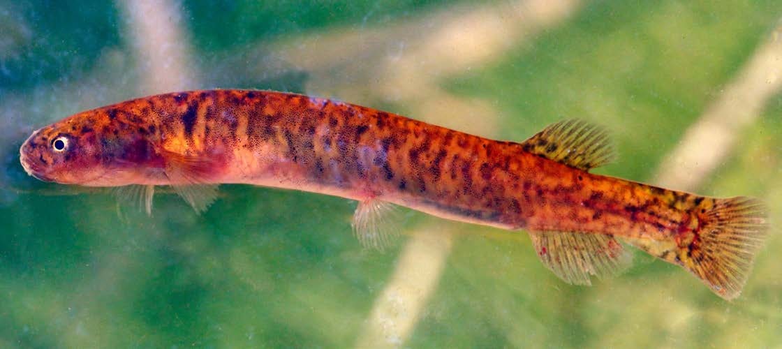 Neochanna cleaveri
