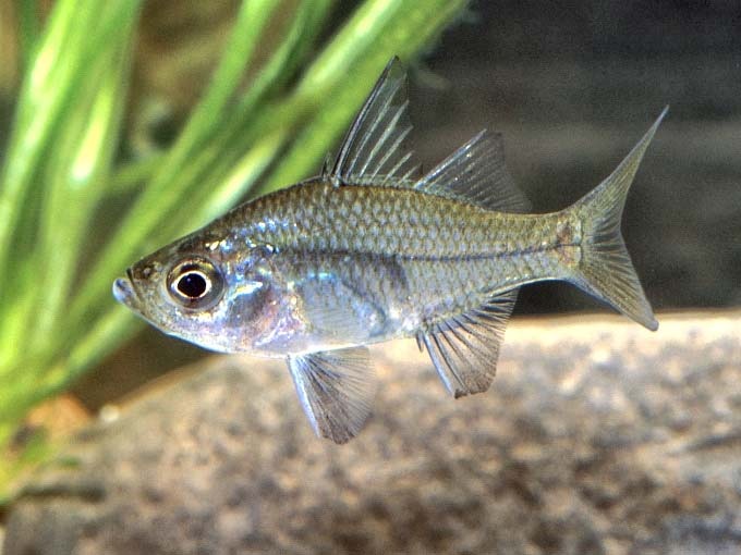Ambassis agassizii