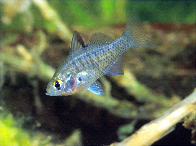 Denariusa australis
