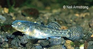 Chlamydogobius eremius