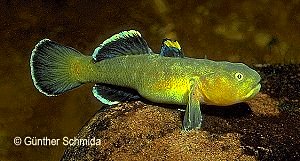 Chlamydogobius eremius