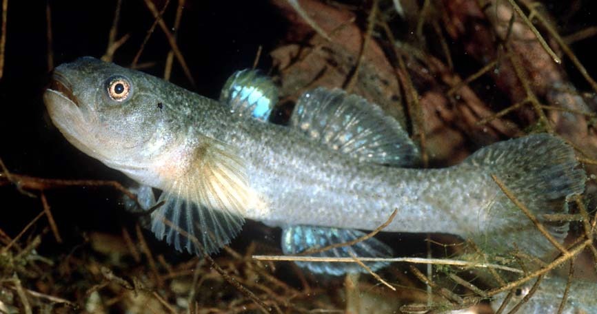 Chlamydogobius gloveri