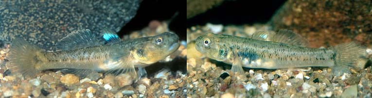 Chlamydogobius japalpa