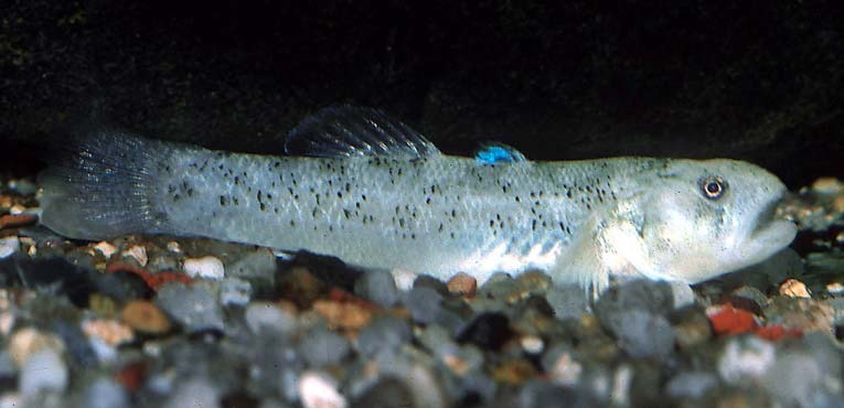 Chlamydogobius micropterus