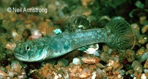 Chlamydogobius ranunculus