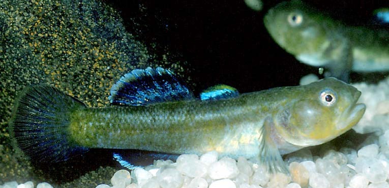 Chlamydogobius squamigenus