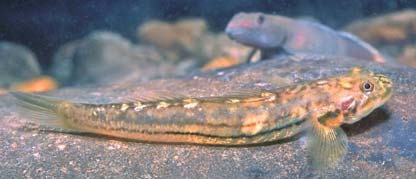 Lentipes multiradiatus