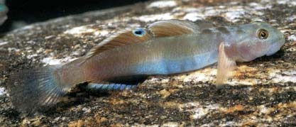 Lentipes multiradiatus