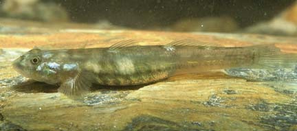 Lentipes venustus
