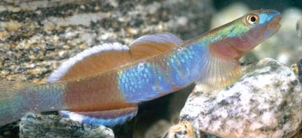 Lentipes venustus