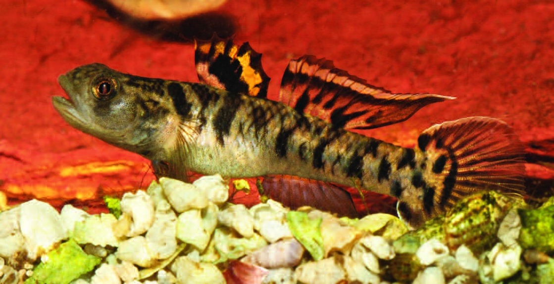 Mugilogobius wilsoni