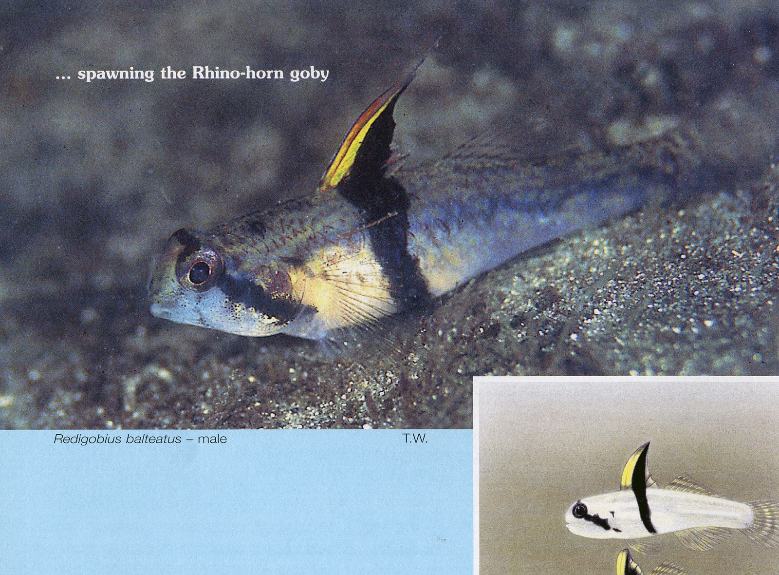 Redigobius balteatus