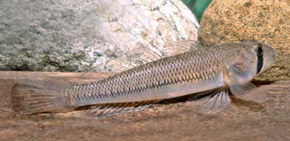 Stenogobius watsoni
