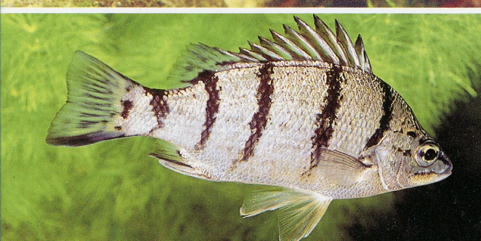 Amniataba percoides