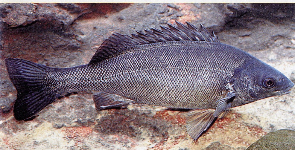 Bidyanus bidyanus