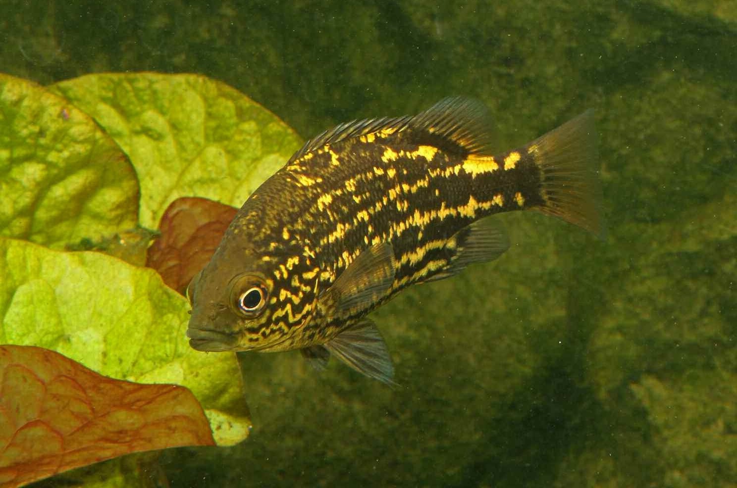 Hephaestus carbo